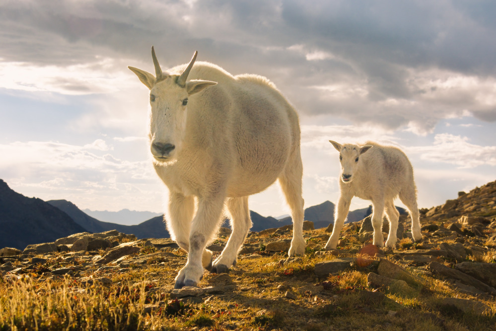 Mountain Goats