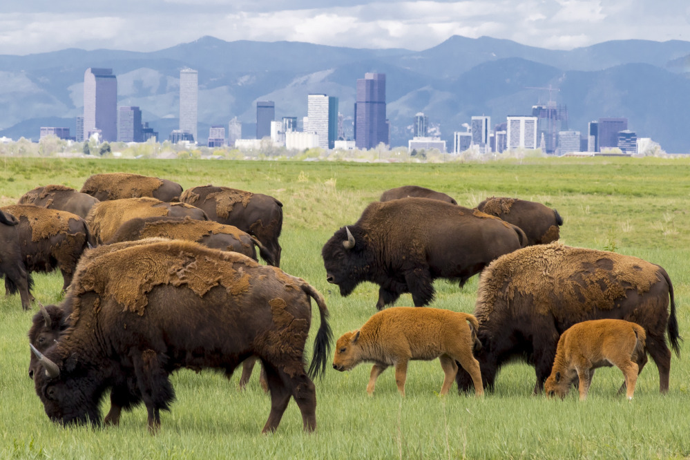 Rocky Mountain Arsenal